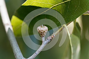 Fruit of a shingle oak, Quercus imbricaria