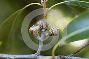 Fruit of a shingle oak, Quercus imbricaria