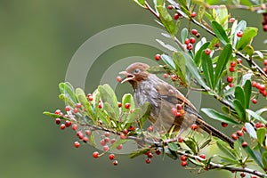 Fruit show of wingspan thrush!