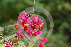 Fruit shrub euonymus europaeus
