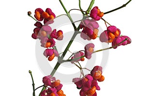 Fruit shrub euonymus europaeus photo