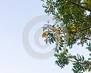 Fruit of Siamese Neem tree.popular medicinal herb that been part of traditional remedies