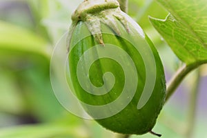 The fruit of solanum gilo ripening in the vegetable garden photo