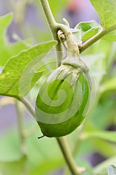 Solanum gilo fruit ripening in the vegetable garden photo