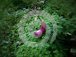 The Fruit Of Solanum Melongena Or Terong Ungu In The Plant Field