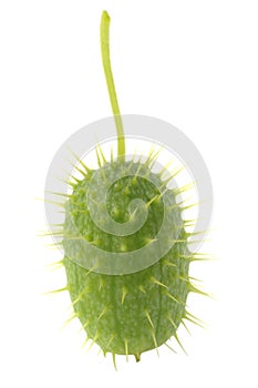 Fruit of squirting cucumber