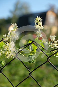 Fruit of squirting or exploding cucumber in the frame of wire fe