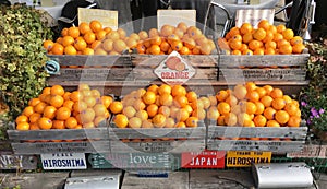 Fruit Stall selling oranges