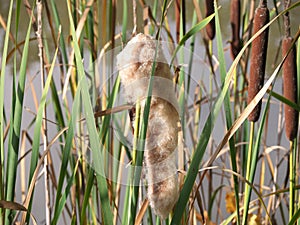 Fruit stand of the broad-leaved cattail (Typha latifolia)