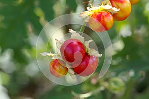Fruit of a sticky nightshade, Solanum sisymbriifolium