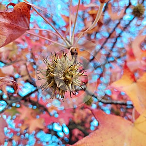 Fruit of storax americano