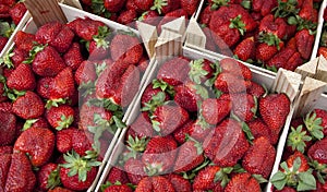 Fruit - Strawberries