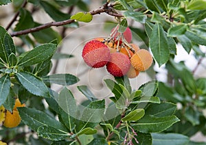 The fruit of a strawberry tree, Arbutus Unedo, in southern Italy photo