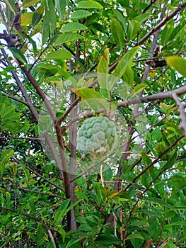 The fruit from sugar apple trees