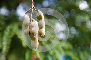 Fruit tamarinds on tree. Dietary tropical fruit from the Dominican Republic.