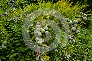 Fruit of Taxodium distichum tree