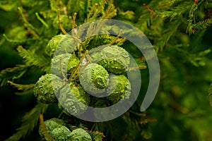 Fruit of Taxodium distichum tree