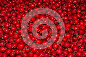 Fruit texture. Red, ripe large garden hawthorn Latin: Crataegus aestivalis. Natural berry background