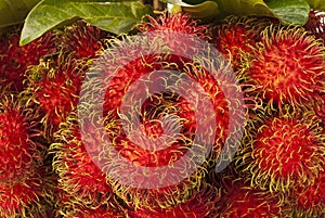 Fruit Of Thailand