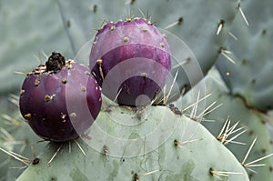 Fruit and thorns on a Opuntia Robusta cactus paddle photo