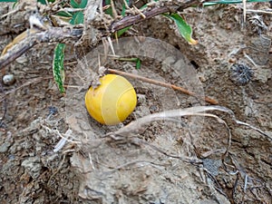 This is the fruit of thorns.