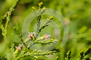 Fruit on thuya in nature, spring green brunches photo