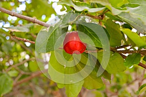 Fruit on a tree