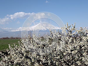 Fruit tree is abloom on the background of Ararat Mountain covered with snow. Apricot tree is flowering photo