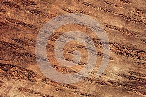 Fruit tree bark texture macro shot