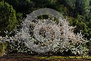 Fruit tree in bloom