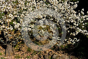 Fruit tree in bloom