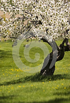 Un albero al momento della fioritura 