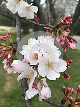 Fruit tree in bloom