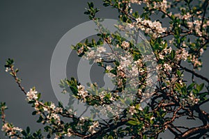 A fruit tree bloom, with a beautiful grey blue sky in the backgrounds