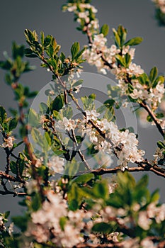 A fruit tree bloom, with a beautiful grey blue sky in the backgrounds