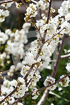 Fruit tree blooms with white flowers. Close-up