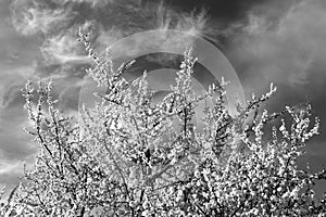 Fruit tree in blossom against blue sky. Black and white