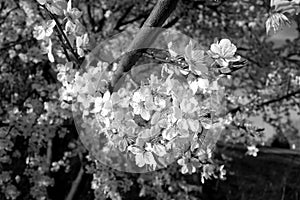 Fruit tree in blossom close-up. Black and white