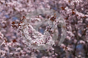 Fruit tree blossoming pink