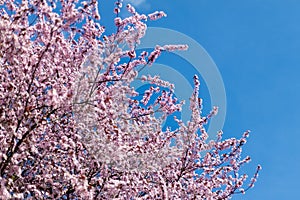Fruit tree blossoming pink