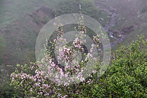 Fruit tree blossoms. Beginning of spring. Apple tree blossoms.