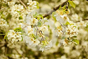 Fruit tree blossoms. Blooming tree spring background