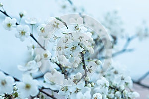 Fruit tree blossoms. Spring beginning background. Bokeh.