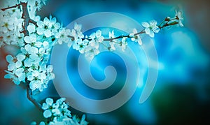 Fruit tree blossoms. Spring beginning background. Bokeh.