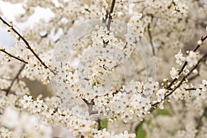 Fruit tree blossoms. Spring beginning background. Bokeh.