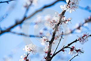 Fruit tree blossoms. Spring beginning background. Bokeh.