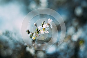 Fruit tree blossoms. Spring beginning background. Bokeh