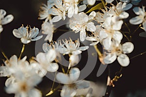 Fruit tree blossoms. Spring beginning background. Bokeh. Toned p