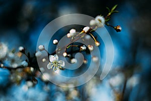 Fruit tree blossoms. Spring beginning background. Bokeh