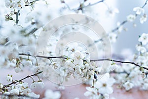 Fruit tree blossoms. Spring beginning background. Bokeh.